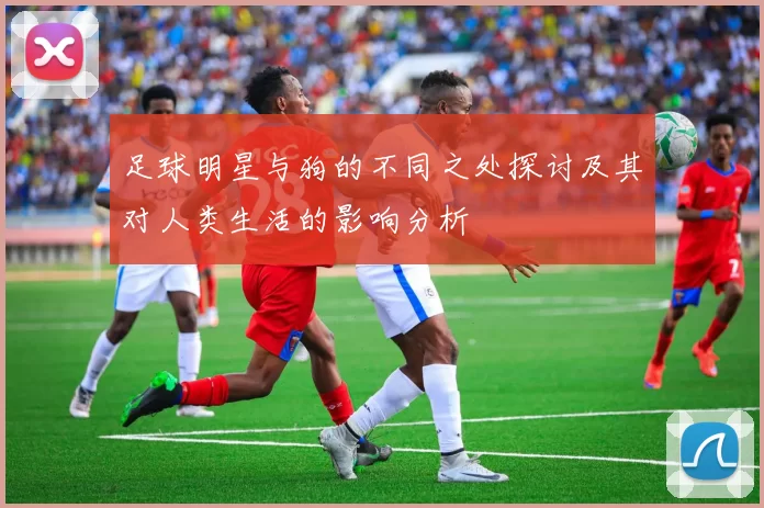 足球明星与狗的不同之处探讨及其对人类生活的影响分析