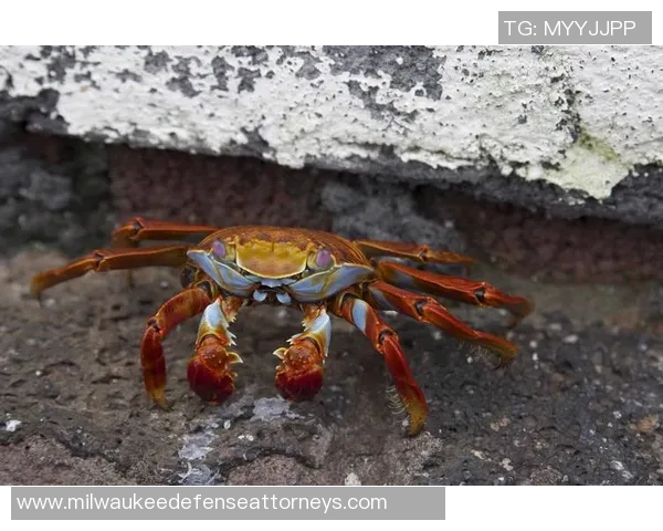 公牛的力量与智慧:探秘这种动物在文化、历史与生态中的多重象征意义 公牛的力量与智慧:探秘这种动物在文化、历史与生态中的多重象征意义